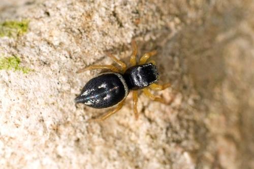 Réf. 320 573 : Heliophanus melinus